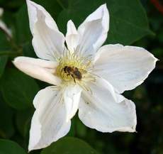 Clematis-1.jpg